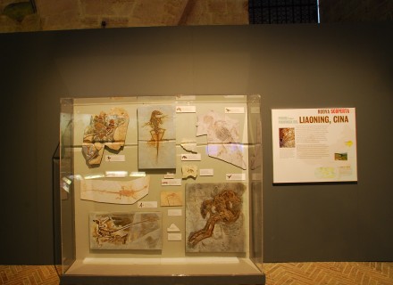 Mostra "Dinosauri" - Gubbio