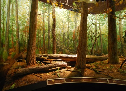 Mostra "Dinosauri" - Gubbio