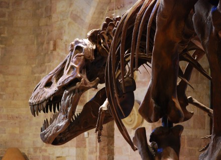 Mostra "Dinosauri" - Gubbio